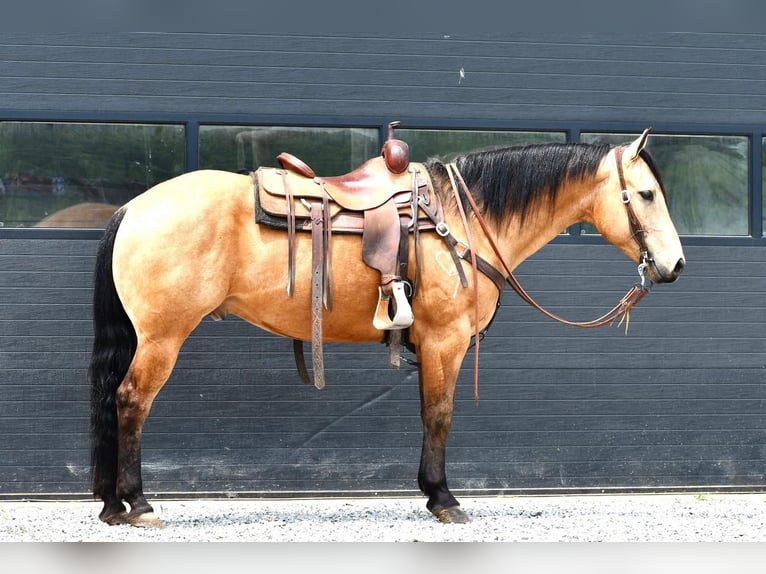 Quarter horse américain Hongre 7 Ans 152 cm Buckskin in Rebersburg, PA