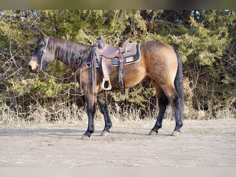 Quarter horse américain Hongre 7 Ans 152 cm Buckskin in Valley Springs