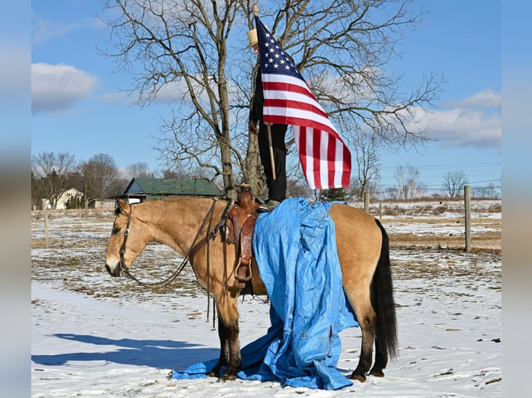 Quarter horse américain Croisé Hongre 7 Ans 152 cm Buckskin in Allenwood, PA