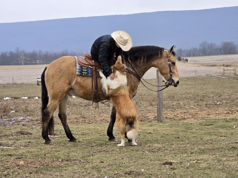 Quarter horse américain Croisé Hongre 7 Ans 152 cm Buckskin in Allenwood, PA