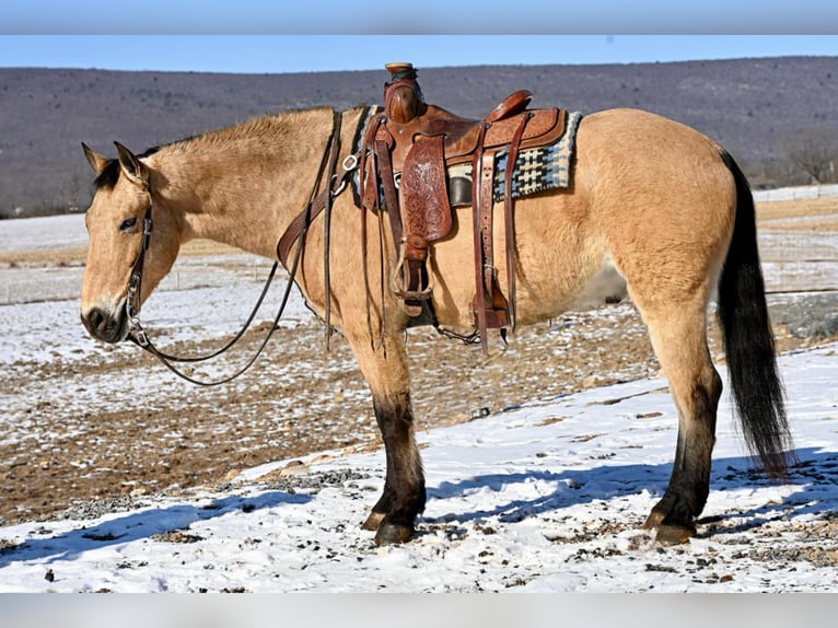 Quarter horse américain Croisé Hongre 7 Ans 152 cm Buckskin in Allenwood, PA