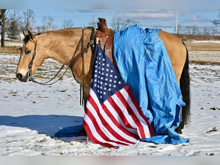 Quarter horse américain Croisé Hongre 7 Ans 152 cm Buckskin in Allenwood, PA