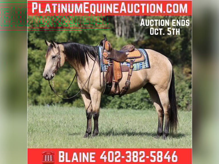 Quarter horse américain Hongre 7 Ans 152 cm Buckskin in Hogo OK