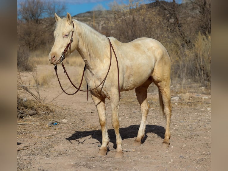 Quarter horse américain Hongre 7 Ans 152 cm Cremello in Camp Verde AZ