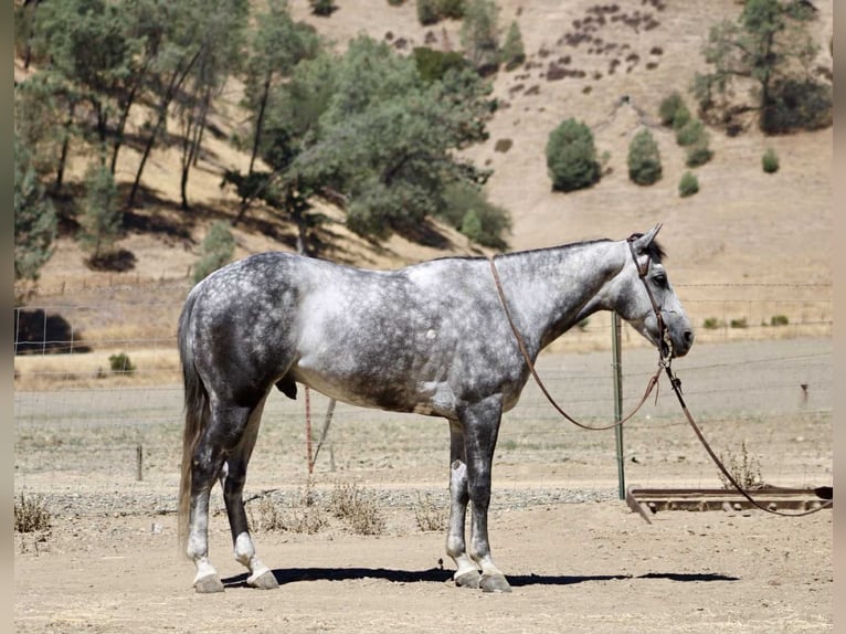 Quarter horse américain Hongre 7 Ans 152 cm Gris pommelé in Paicines CA