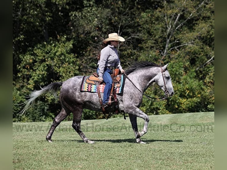Quarter horse américain Hongre 7 Ans 152 cm Gris pommelé in Wickenburg, AZ