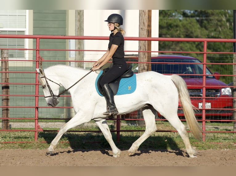 Quarter horse américain Hongre 7 Ans 152 cm Gris in Lufkin