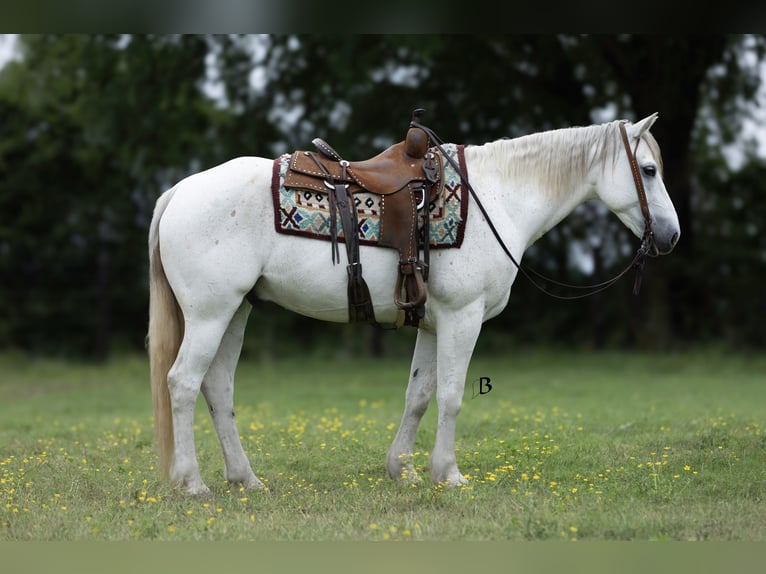 Quarter horse américain Hongre 7 Ans 152 cm Gris in Lufkin