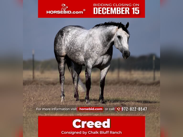 Quarter horse américain Hongre 7 Ans 152 cm Gris in Mount Pleasant