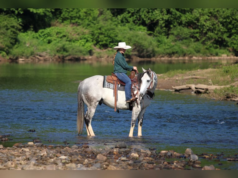 Quarter horse américain Hongre 7 Ans 152 cm Gris in Clarion