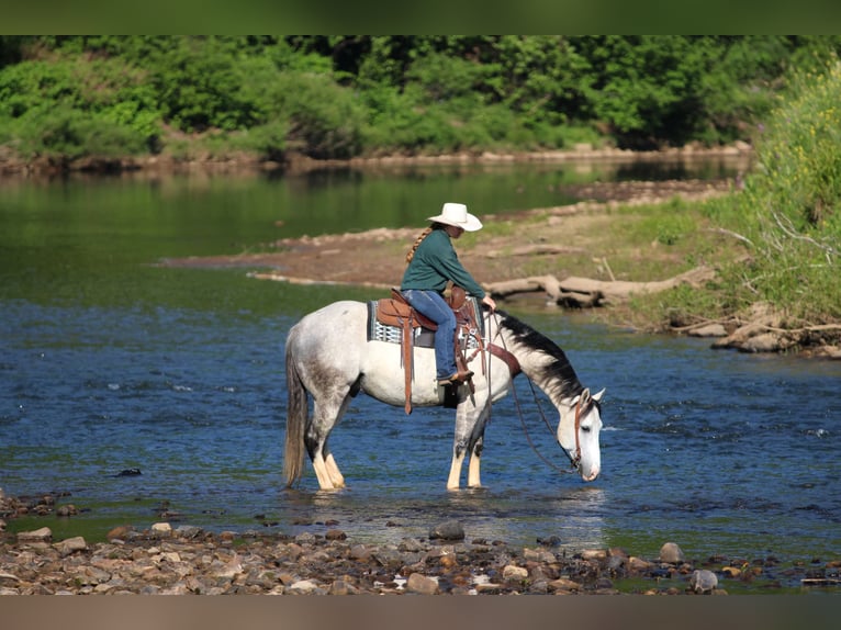 Quarter horse américain Hongre 7 Ans 152 cm Gris in Clarion