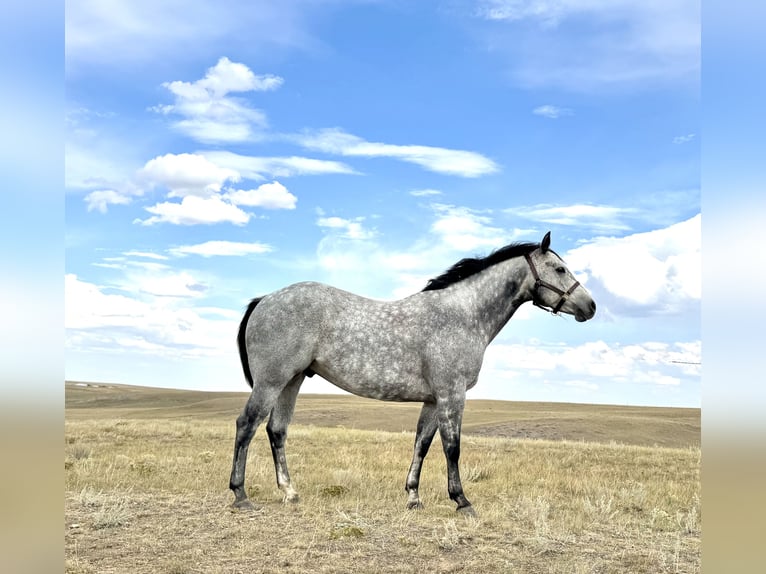 Quarter horse américain Hongre 7 Ans 152 cm Gris in Power, MT