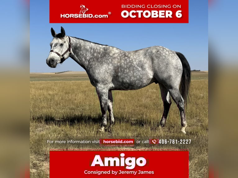 Quarter horse américain Hongre 7 Ans 152 cm Gris in Power, MT
