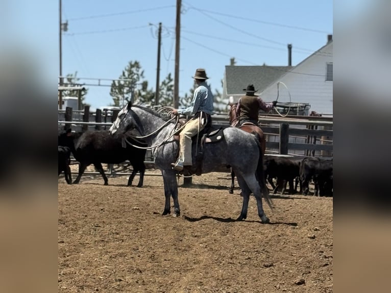 Quarter horse américain Hongre 7 Ans 152 cm Gris in Power, MT