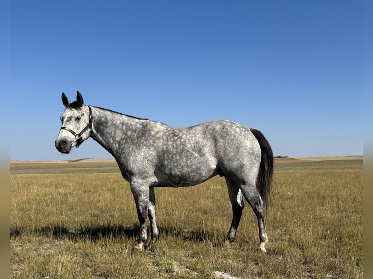 Quarter horse américain Hongre 7 Ans 152 cm Gris in Power, MT