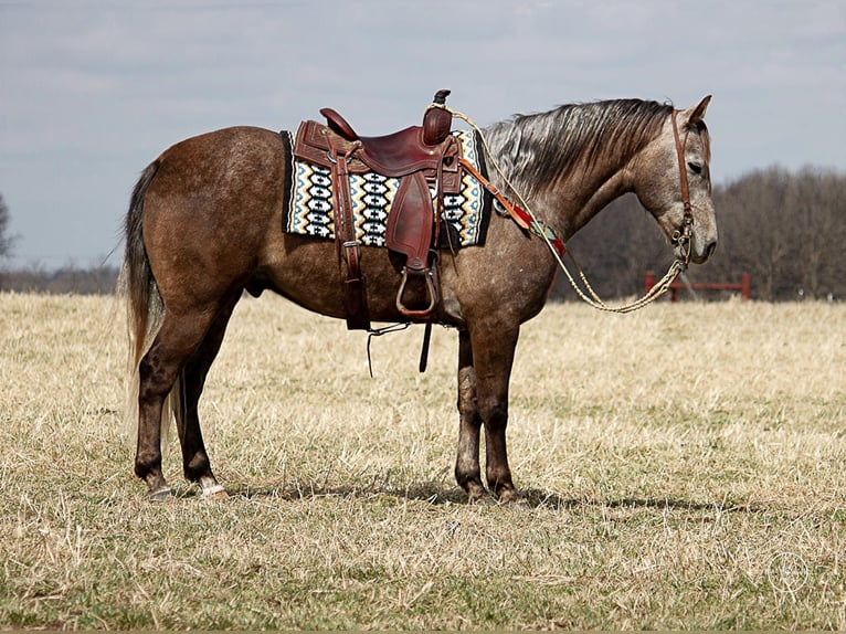 Quarter horse américain Hongre 7 Ans 152 cm Gris in Moutain Grove MO