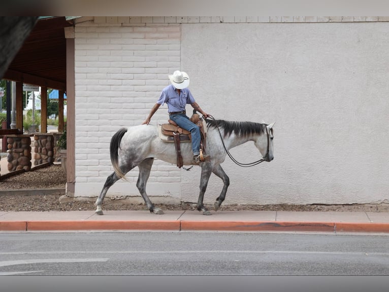 Quarter horse américain Hongre 7 Ans 152 cm Gris in Camp Verde AZ