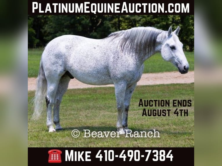 Quarter horse américain Hongre 7 Ans 152 cm Gris in Mountain Grove MO