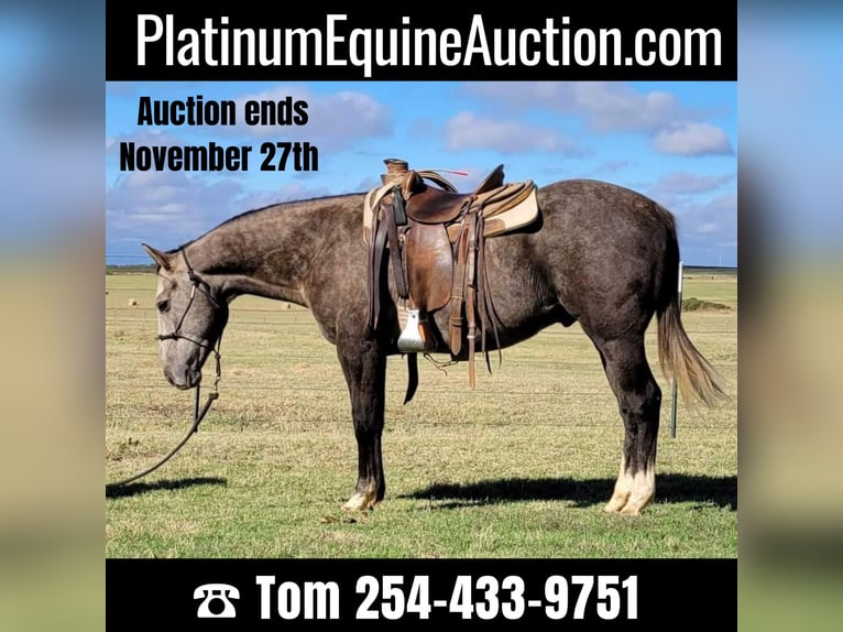 Quarter horse américain Hongre 7 Ans 152 cm Gris in Rising Star TX