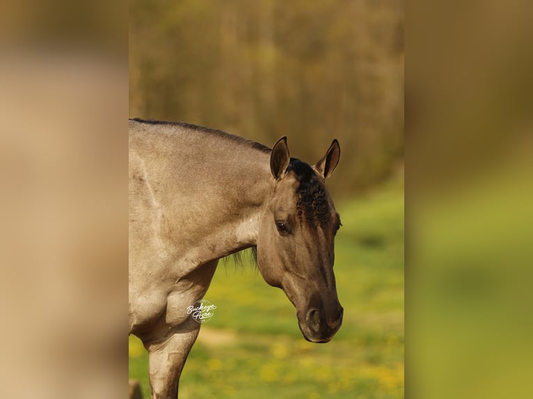 Quarter horse américain Hongre 7 Ans 152 cm Grullo in Millersburg