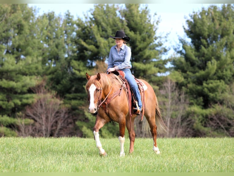 Quarter horse américain Hongre 7 Ans 152 cm Isabelle in Clarion, PA