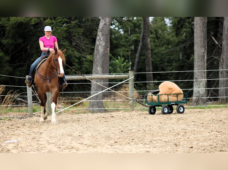 Quarter horse américain Hongre 7 Ans 152 cm Isabelle in Clarion, PA