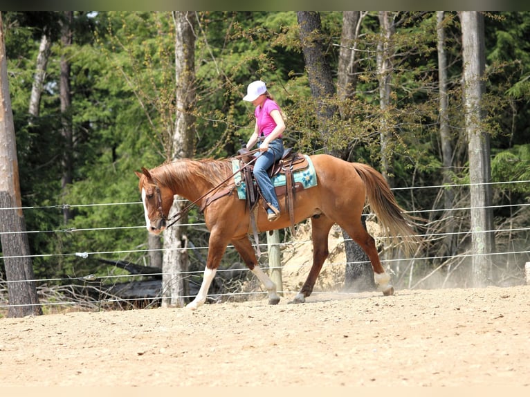 Quarter horse américain Hongre 7 Ans 152 cm Isabelle in Clarion, PA