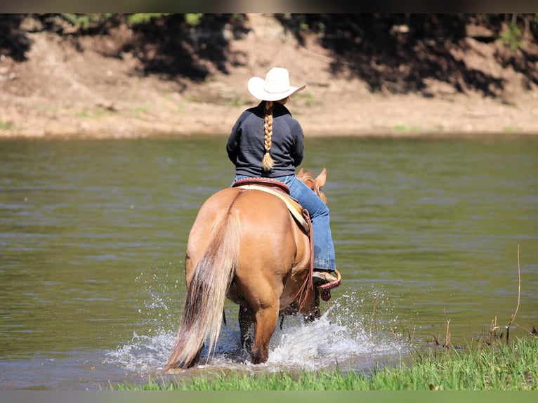Quarter horse américain Hongre 7 Ans 152 cm Isabelle in Clarion, PA