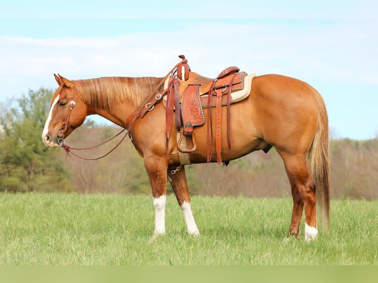 Quarter horse américain Hongre 7 Ans 152 cm Isabelle in Clarion, PA
