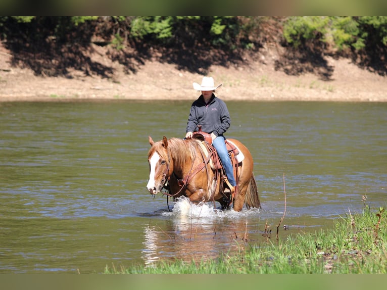 Quarter horse américain Hongre 7 Ans 152 cm Isabelle in Clarion, PA