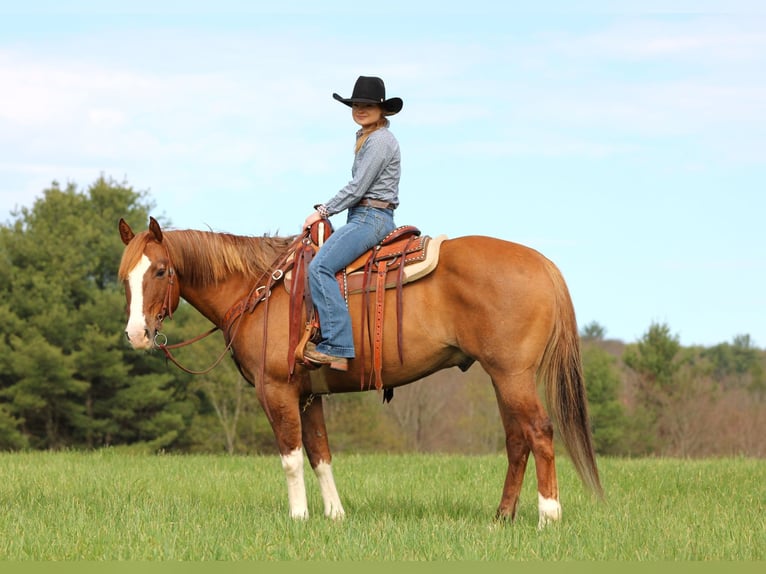 Quarter horse américain Hongre 7 Ans 152 cm Isabelle in Clarion, PA