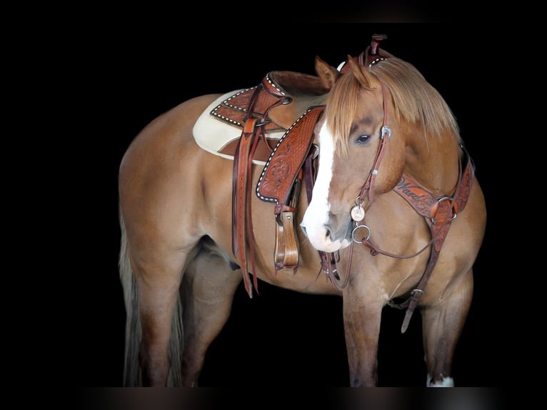 Quarter horse américain Hongre 7 Ans 152 cm Isabelle in Clarion, PA