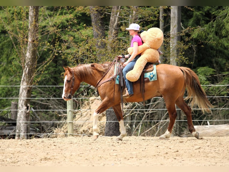 Quarter horse américain Hongre 7 Ans 152 cm Isabelle in Clarion, PA