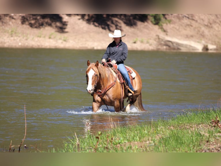 Quarter horse américain Hongre 7 Ans 152 cm Isabelle in Clarion, PA