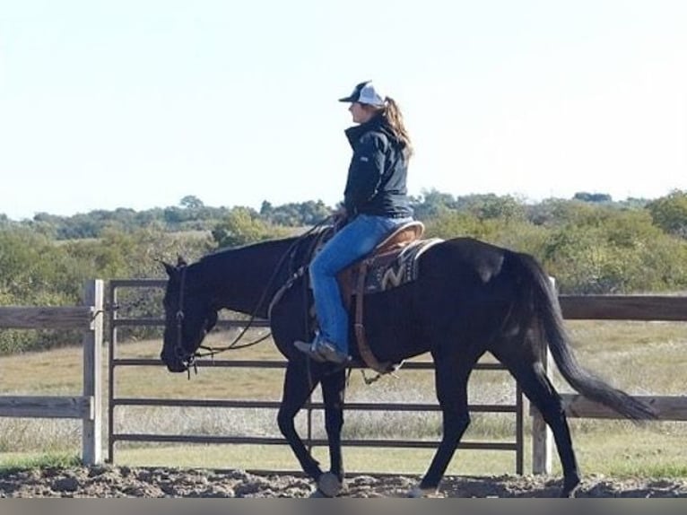 Quarter horse américain Hongre 7 Ans 152 cm Noir in birmingham