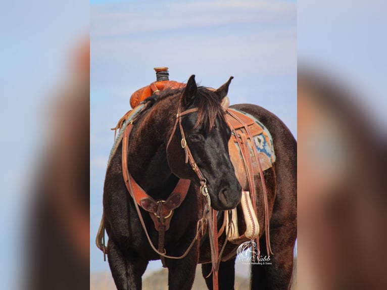 Quarter horse américain Hongre 7 Ans 152 cm Noir in Cody