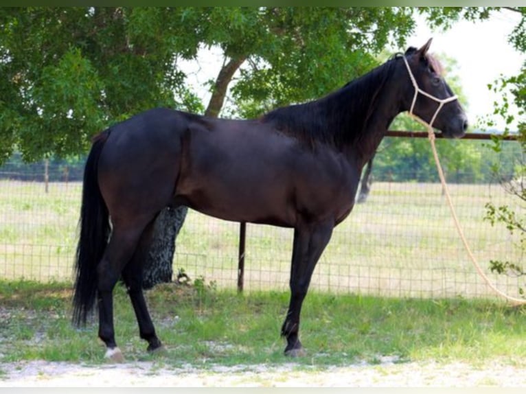 Quarter horse américain Hongre 7 Ans 152 cm Noir in Bluff Dale TX