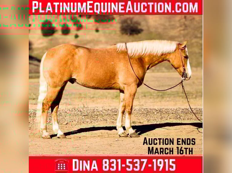 Quarter horse américain Hongre 7 Ans 152 cm Palomino in Paicines, CA