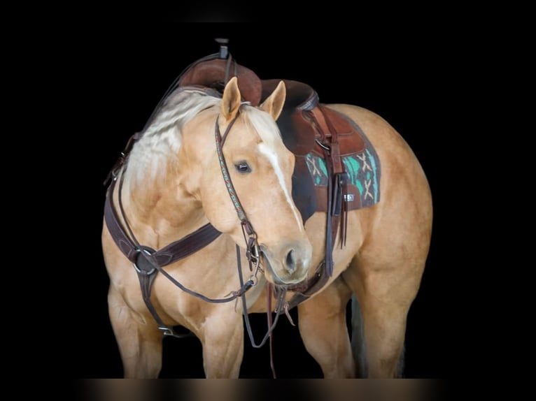 Quarter horse américain Hongre 7 Ans 152 cm Palomino in Clarion, PA