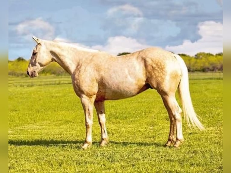 Quarter horse américain Hongre 7 Ans 152 cm Palomino in Waterford, CA