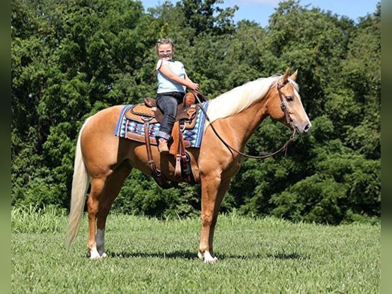 Quarter horse américain Hongre 7 Ans 152 cm Palomino in Mount Vernon, KY