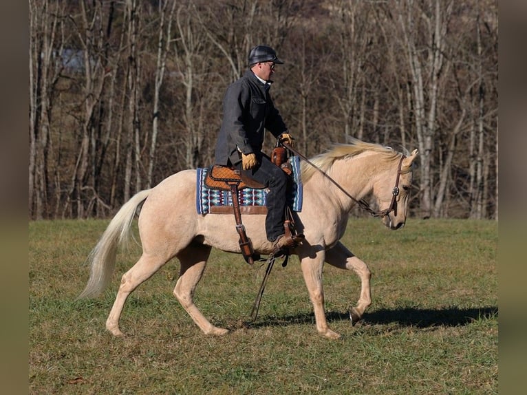 Quarter horse américain Hongre 7 Ans 152 cm Palomino in Mount Vernon