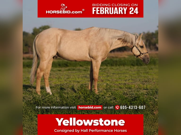 Quarter horse américain Hongre 7 Ans 152 cm Palomino in Torrington, WY