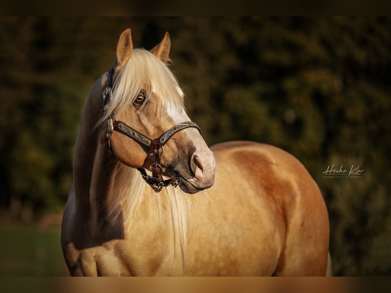 Quarter horse américain Hongre 7 Ans 152 cm Palomino in Laubach