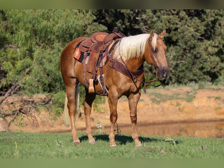 Quarter horse américain Hongre 7 Ans 152 cm Palomino in Cleburne, TX