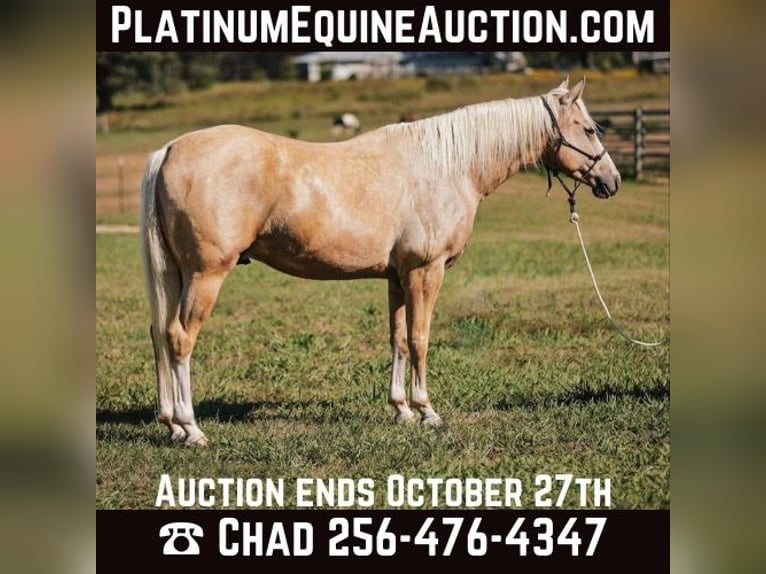 Quarter horse américain Hongre 7 Ans 152 cm Palomino in Mt Hope AL