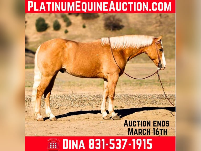 Quarter horse américain Hongre 7 Ans 152 cm Palomino in Paicines, CA