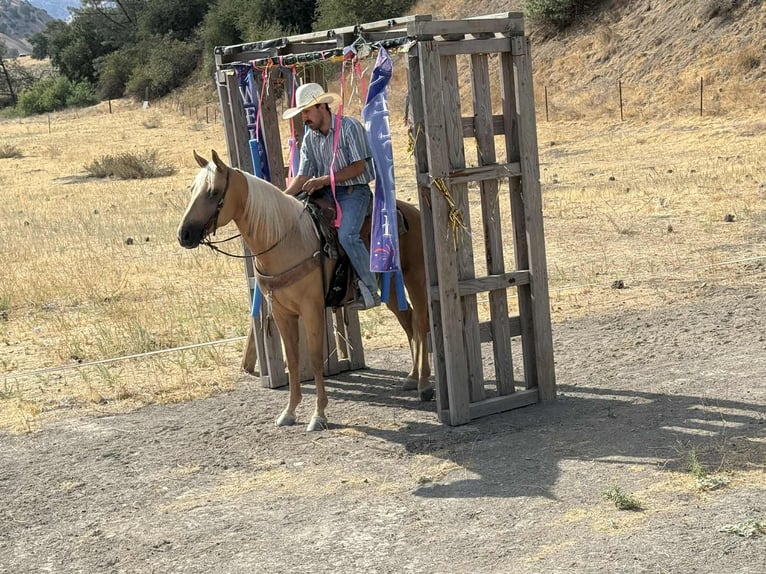 Quarter horse américain Hongre 7 Ans 152 cm Palomino in Paicines CA