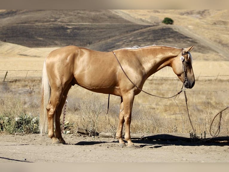 Quarter horse américain Hongre 7 Ans 152 cm Palomino in Paicines CA