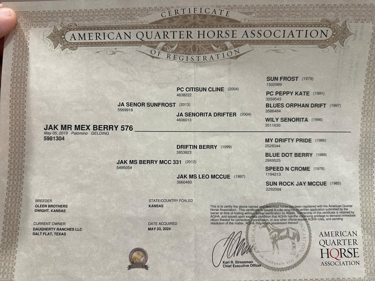 Quarter horse américain Hongre 7 Ans 152 cm Palomino in Gladstone, NJ